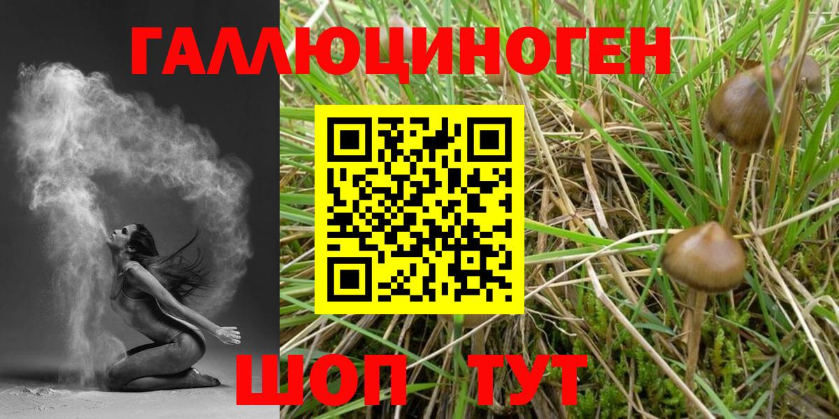 Алейск  Галлюциногенные грибы Psilocybe  Вход с VPN 